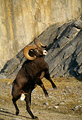 WLD 15 TL0019 01
Bighorn Sheep Ram Rearing To Butt Another Ram With Rock Background