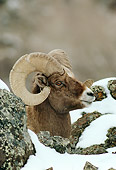 WLD 15 TL0020 01
Profile Head Shot Of Bighorn Sheep Ram Behind Snow-Covered Rocks