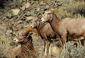 WLD 15 TL0021 01
Bighorn Sheep Ram Standing On Rocky Hillside With Two Ewes