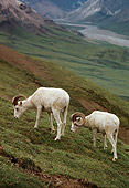 WLD 15 TL0022 01
Two Dall Sheep Rams Grazing On Hillside Of Mountain Valley