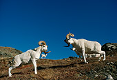 WLD 15 TL0024 01
Two Dall Sheep Rams Butting Heads On Mountain Slope Blue Sky