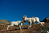 WLD 15 TL0025 01
Two Dall Sheep Rams Butting Heads On Mountain Slope Blue Sky