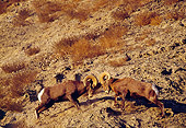 WLD 15 TL0026 01
Bighorn Sheep Rams Butting Heads On Rocky Hillside