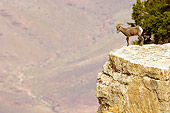 WLD 15 TL0027 01
Desert Bighorn Sheep Ram Standing At Edge Of Cliff At Grand Canyon