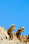 WLD 15 TL0029 01
Desert Bighorn Sheep Ewe And Ram Standing On Rocky Hillside Blue Sky