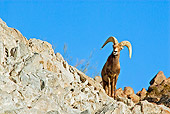 WLD 15 TL0030 01
Desert Bighorn Sheep Ram Standing On Rocky Hillside Blue Sky