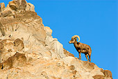 WLD 15 TL0031 01
Desert Bighorn Sheep Ram Standing On Rocky Hillside Blue Sky