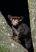 WLD 17 MC0001 01
Greater Bushbaby Sitting In Tree At Night Kenya
