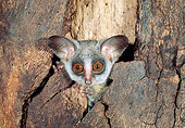 WLD 17 MH0001 01
Lesser Bushbaby Sitting Inside Hollow Tree Trunk