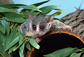 WLD 17 RK0004 08
Bushbaby.