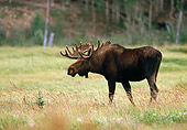WLD 20 BA0001 01
Alaskan Bull Moose Walking In Grass Field Profile