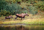 WLD 20 BA0002 01
Moose Mother And Calf Walking In Grass Field By Water Profile