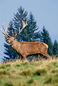 WLD 20 GL0001 01
Bull Moose Standing On Grassy Hill