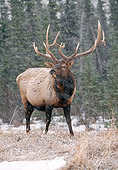 WLD 20 LS0001 01
Bull Moose Standing In Frozen Meadow