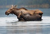 WLD 20 MC0001 01
Moose Cow And Calf Walking Through Lake Alaska