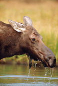 WLD 20 MC0002 01
Portrait Of Moose Drinking From Lake Wyoming