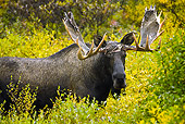 WLD 20 MC0004 01
Moose Bull Standing In Foliage Shedding Velvet