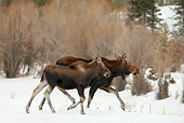 WLD 20 RF0009 01
Shiras Moose Cow And Calf Running In Snow