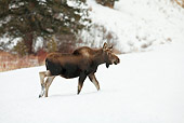 WLD 20 RF0010 01
Shiras Moose Calf Running In Snow