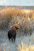 WLD 20 RF0011 01
Shiras Moose Standing In Field