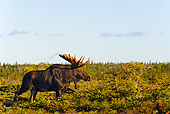 WLD 20 TK0004 01
Bull Moose Walking Through Boreal Forest Nova Scotia