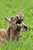 WLD 20 WF0002 01
Portrait Of Moose Cow Laying In Grass Yawning