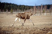 WLD 20 WF0003 01
Moose Cow Running On Plains