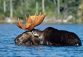 WLD 20 WF0004 01
Bull Moose Crossing River Profile
