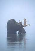 WLD 20 WF0005 01
Portrait Of Bull Moose Standing In Misty Lake