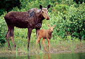 WLD 20 CE0001 01
Moose Mother And Baby Standing At Pond Edge