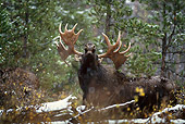 WLD 20 DB0001 01
Shiras Bull Moose Displaying Lip Curl In Woods In Snow