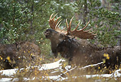 WLD 20 DB0001 02
Shiras Bull Moose Displaying Lip Curl In Woods In Snow