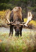 WLD 20 DB0002 01
Head On Shiras Bull Moose Grazing In Meadow