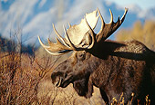 WLD 20 DB0003 01
Profile Head Shot Of Shiras Bull Moose In Field With Mountains