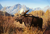 WLD 20 DB0004 01
Profile Of Shiras Bull Moose In Field With Mountains