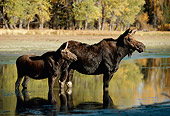 WLD 20 DB0005 01
Profile Of Shiras Moose Cow And Calf Standing In Shallow Water