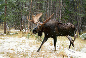 WLD 20 DB0006 01
Shiras Bull Moose Walking Through Woods In Snow