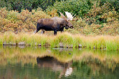 WLD 20 SK0001 01
Bull Moose Walking Along Edge Of Pond Autumn Denali National Park Alaska