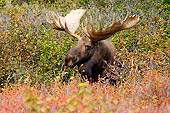 WLD 20 SK0004 01
Bull Moose Foraging Autumn Denali National Park Alaska
