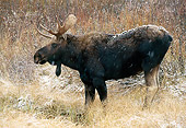 WLD 20 TK0001 01
Profile Of Bull Moose Standing In Grass Rocky Mountains