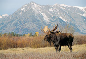 WLD 20 TK0002 01
Bull Moose Standing In Field By Mountains Wyoming