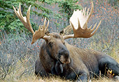 WLD 20 TK0003 01
Close-Up Of Bull Moose Laying In Grass Alaska
