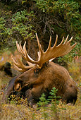 WLD 20 TL0001 01
Bull Moose Resting