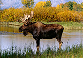 WLD 20 TL0003 01
Portrait Profile Bull Moose By Water