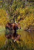 WLD 20 TL0004 01
Bull Moose Standing In Water