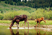 WLD 20 TL0005 01
Profile Of Moose Cow And Calf Drinking From River By Foliage Hills And Trees