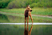 WLD 20 TL0006 01
Moose Calf Standing In Shallow Water Of Still Pond
