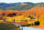 WLD 20 TL0007 01
Bull Moose Standing At Edge Of Pond By Grass Shrubs Mountains Autumn