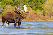 WLD 20 TL0008 01
Bull Moose Standing In Shallow Pond By Grass And Shrubs Autumn