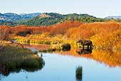 WLD 20 TL0010 01
Cow Moose Standing At Edge Of Pond By Grass Shrubs Mountains Autumn